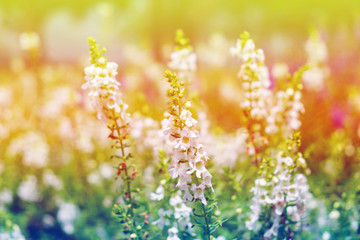 White flowers salvia shiny colorful in meadow
