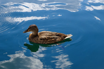 Graceful wild duck swim in blue water. Beautiful bird in its natural nature. Idyllic to the eye picture.