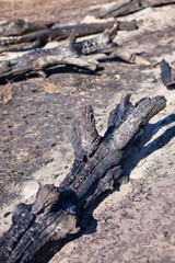 Charred tree trunks after fire