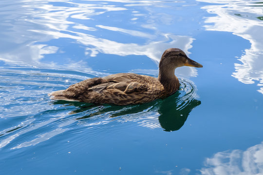 Wild graceful duck swimming in the colorful water. Beautiful bird in its natural nature. Idyllic to the eye picture.