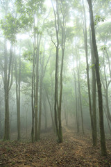 forest and hiking trail in spring fog