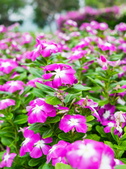 Watercress,vinca flower bush pink white bloom green leaf bright vibrant