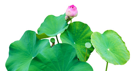 Pink lotus bud leaves green grove on white background