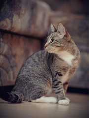 The striped domestic cat with white paws