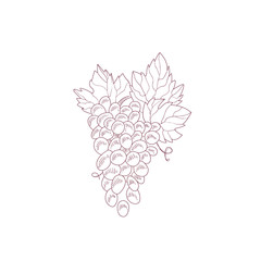 Grape Vine Hand Drawn Realistic Sketch