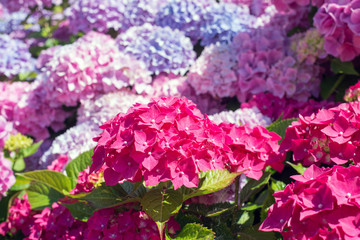 magnifique massif d'hortensia en fleur