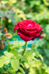 Single red rose on green stalk