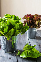 Bunch of green and red salad in zinc buckets on a dark wooden background 