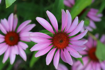 Obraz premium Echinacea - Purpur-Sonnenhut