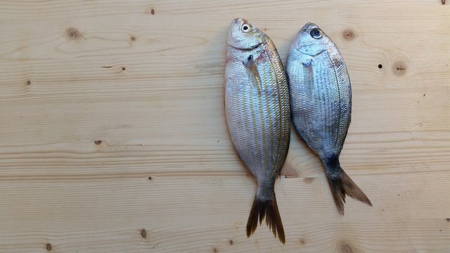 fresh bream