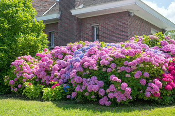 magnifique massif d'hortensia en fleur