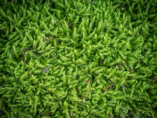 Green moss background, selective focus with shallow depth of field.