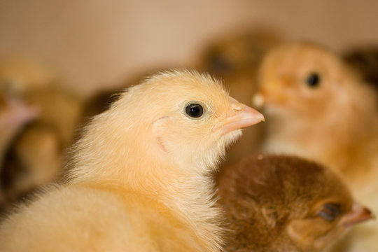 Chickens broilers in a cage in a poultry farm