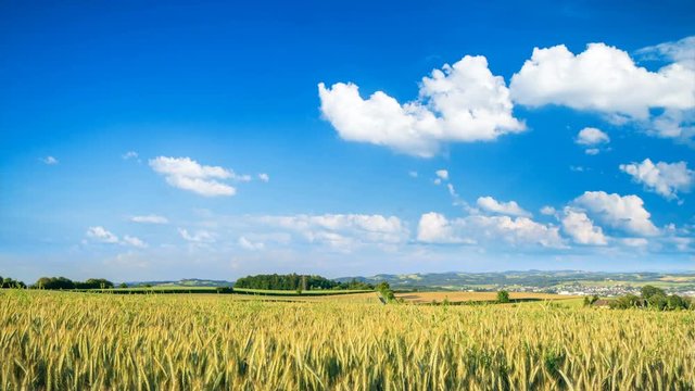 Timelapse Video von einem Weizenfeld und ziehenden wei&szlig;en Wolken