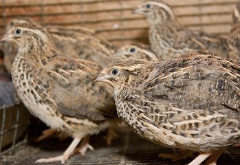 A few quails in a cage on a chicken farm