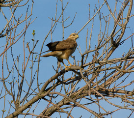 Portrait of a bird of prey on a tree branch