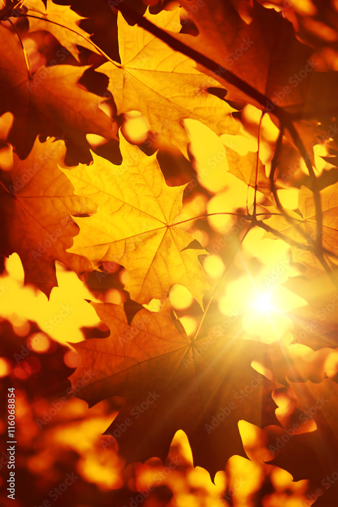 Canvas Prints branch of autumn maple foliage with sunlight