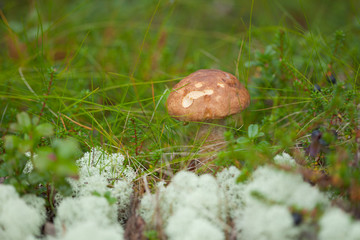 Leccinum growing among grass and moss