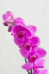blurred pink orchid flowers 