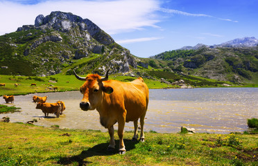 mountains landscape with lake and cows