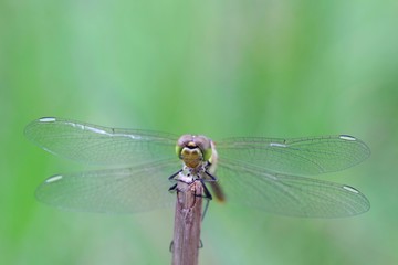 Vagrant darter, Sympetrum vulgatum
