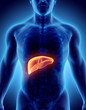 3D illustration of Liver.