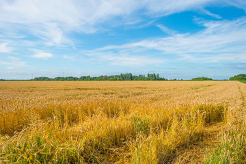 
Field with grain in summer
