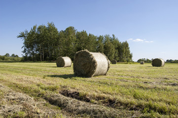 Hay in the field in front of the grove