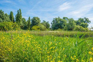 Fototapety  Dzikie kwiaty wzdłuż brzegu jeziora