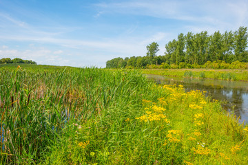 Wild flowers along the shore of a lake 