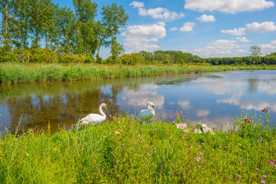 Swan and cygnets on the shore of a lake 