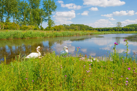 Swan and cygnets on the shore of a lake 