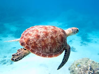 Zelfklevend Fotobehang Schildpad groene schildpad zwemmen in Mayotte