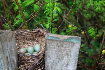 bird nest in nature