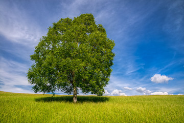 Isolated tree in a meadow under a blue sky