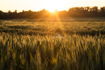 Fototapeta na wymiar Wheat Farm Field at Golden Sunset or Sunrise