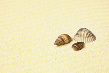 Sea shells lying on beach