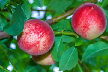 Sweet peach fruits growing on a peach tree branch