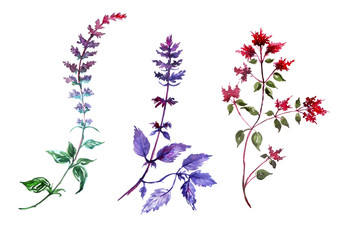 A set of herbs and flowers in watercolor. The plant - sage, basil, oregano. 
Isolated on white background