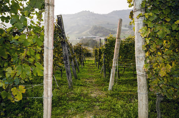 Fototapeta premium vineyard enter