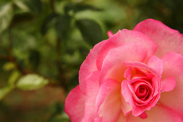 beautiful branch of roses