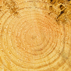 Cut of tree trunk with annual rings