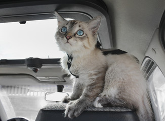 Kitten sits on sitting in the car