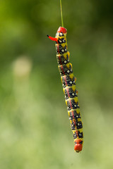 Macro shoot of bright colored caterpillar on grass background