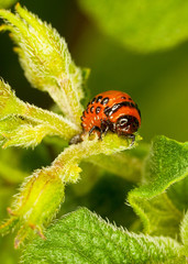 Red larva Colorado beetle eats leaves.