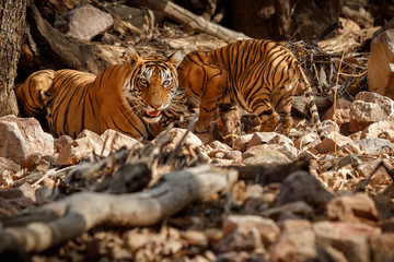 Big beautiful tiger female and her cub with a dead axis deer/wild animals after hunt in the nature habitat/India