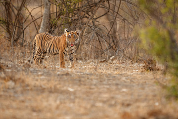 Cute tiger cub in a beautiful golden light in the nature habitat of Ranthambhore National Park in India