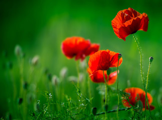 Obraz premium Niesamowite pole makowe. Letnie kwiaty.