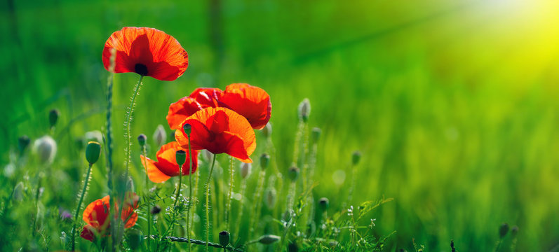 Amazing poppy field . Summer flowers .