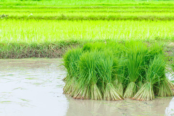 Fototapeta premium Seedlings of rice agriculture in rice fields